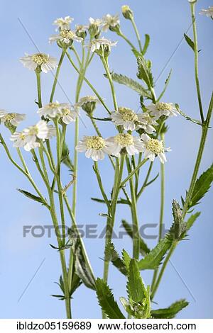 English mace (Achillea decolorans) (Achillea ageratum), sweet Nancy, sweet yarrow View Large Photo Image Stock Photo - English mace (Achillea decolorans) (Achillea ageratum), sweet Nancy, sweet yarrow. Fotosearch