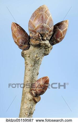 English oak (Quercus robur), buds View Large Photo Image Stock Photo - English oak (Quercus robur), buds. Fotosearch