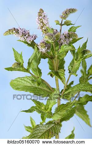 English Spearmint (Mentha spicata), Green mint View Large Photo Image Stock Image - English Spearmint (Mentha spicata), Green mint. Fotosearch
