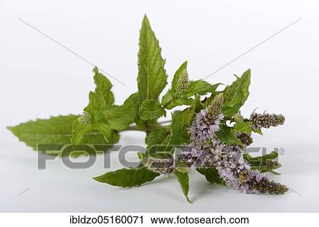 English Spearmint (Mentha spicata), Green mint View Large Photo Image Stock Image - English Spearmint (Mentha spicata), Green mint. Fotosearch