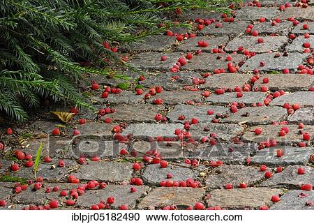 English yew (Taxus baccata) berries on the way, European, ngrowths (Taxaceae) View Large Photo Image Stock Image - English yew (Taxus baccata) berries on the way, European, ngrowths (Taxaceae). Fotosearch
