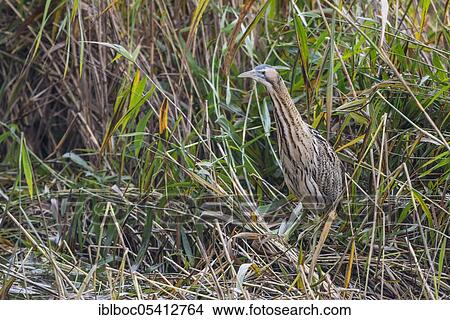 Picture - Eurasian bittern (Botaurus stellaris), Wolfsburg, Lower Saxony, Germany, Europe. Fotosearch
