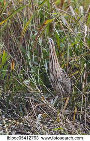 Eurasian bittern (Botaurus stellaris), Wolfsburg, Lower Saxony, Germany, Europe View Large Photo Image Stock Image - Eurasian bittern (Botaurus stellaris), Wolfsburg, Lower Saxony, Germany, Europe. Fotosearch