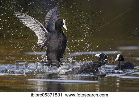 Eurasian Coot, coots (Fulica atra), Germany, Europe View Large Photo Image Stock Image - Eurasian Coot, coots (Fulica atra), Germany, Europe. Fotosearch