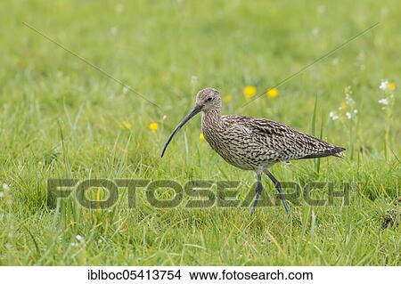 Picture - Eurasian curlew (Numenius arquata), Ochsenmoor, Lower Saxony, Germany, Europe. Fotosearch