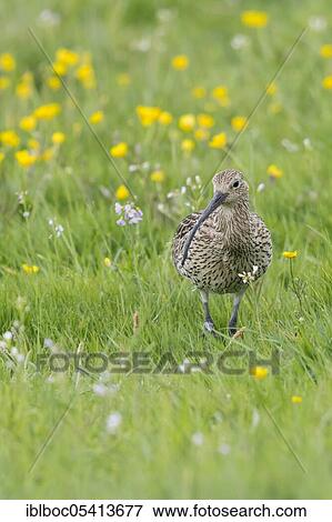 Eurasian curlew (Numenius arquata), Ochsenmoor, Lower Saxony, Germany, Europe View Large Photo Image Stock Photo - Eurasian curlew (Numenius arquata), Ochsenmoor, Lower Saxony, Germany, Europe. Fotosearch