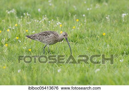 Stock Photograph - Eurasian curlew (Numenius arquata), Ochsenmoor, Lower Saxony, Germany, Europe. Fotosearch