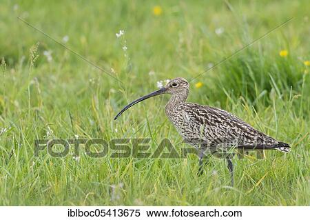 Eurasian curlew (Numenius arquata), Ochsenmoor, Lower Saxony, Germany, Europe View Large Photo Image Stock Photography - Eurasian curlew (Numenius arquata), Ochsenmoor, Lower Saxony, Germany, Europe. Fotosearch