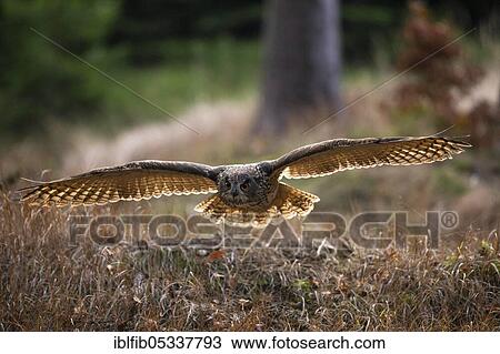 Eurasian eagle-owl (Bubo bubo), flying, Czech Republic, Europe View Large Photo Image Stock Image - Eurasian eagle-owl (Bubo bubo), flying, Czech Republic, Europe. Fotosearch