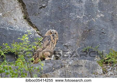 Eurasian eagle-owl (Bubo bubo), Hagen, North Rhine-Westphalia, Germany, Europe View Large Photo Image Stock Photography - Eurasian eagle-owl (Bubo bubo), Hagen, North Rhine-Westphalia, Germany, Europe. Fotosearch