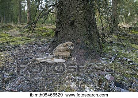 Eurasian eagle-owl (Bubo bubo), owl with prey in exposed nest on ground at foot of pine tree in coniferous forest View Large Photo Image Stock Photo - Eurasian eagle-owl (Bubo bubo), owl with prey in exposed nest on ground at foot of pine tree in coniferous forest. Fotosearch