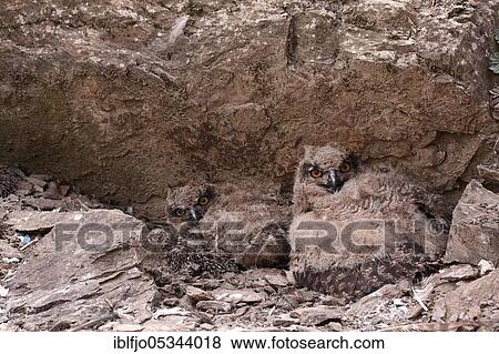 Eurasian eagle-owl (Bubo bubo), Young Bird, Rhineland-Palatinate Germany View Large Photo Image Stock Photo - Eurasian eagle-owl (Bubo bubo), Young Bird, Rhineland-Palatinate Germany. Fotosearch