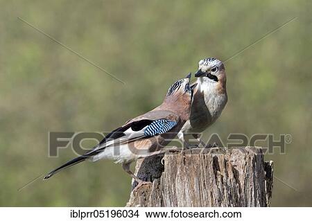Picture - Eurasian jay (Garrulus glandarius) Lower Saxony, Germany, Europe. Fotosearch