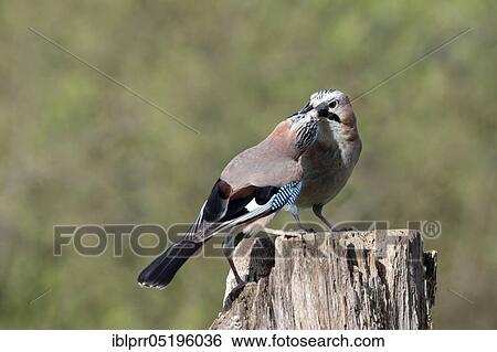 Stock Photograph - Eurasian jay (Garrulus glandarius) Lower Saxony, Germany, Europe. Fotosearch