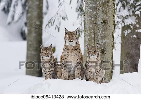 Stock Photo - Eurasian lynx (Lynx lynx) family, Bavarian Forest National Park, Bavaria, Germany, Europe. Fotosearch
