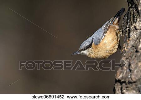 Eurasian nuthatch (Sitta europaea), Eurasian nuthatch, adult bird, February, Lower Rhine, North Rhine-Westphalia, Germany, Europe View Large Photo Image Stock Image - Eurasian nuthatch (Sitta europaea), Eurasian nuthatch, adult bird, February, Lower Rhine, North Rhine-Westphalia, Germany, Europe. Fotosearch