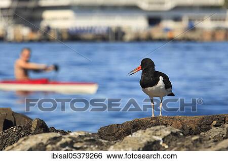 Eurasian oystercatcher (Haematopus ostralegus), Oslo, Norway, Europe View Large Photo Image Stock Photograph - Eurasian oystercatcher (Haematopus ostralegus), Oslo, Norway, Europe. Fotosearch