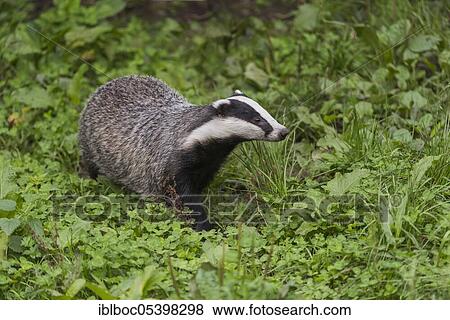 European badger (Meles meles), Lower Saxony, Germany, Europe View Large Photo Image Stock Photo - European badger (Meles meles), Lower Saxony, Germany, Europe. Fotosearch
