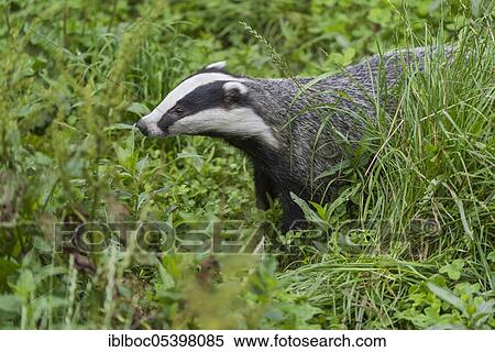 European badger (Meles meles), Lower Saxony, Germany, Europe View Large Photo Image Stock Photography - European badger (Meles meles), Lower Saxony, Germany, Europe. Fotosearch