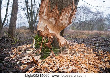 Stock Image - European beaver (Castor fiber), feeding traces, Bad Hersfeld, Hesse, Germany, Europe. Fotosearch