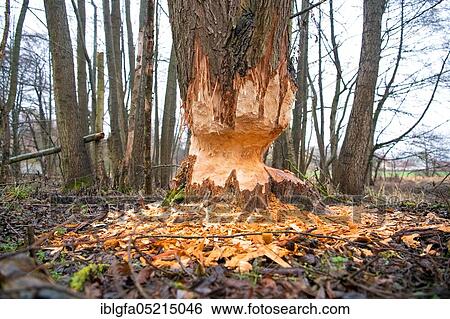 Stock Photograph - European beaver (Castor fiber), feeding traces, Bad Hersfeld, Hesse, Germany, Europe. Fotosearch