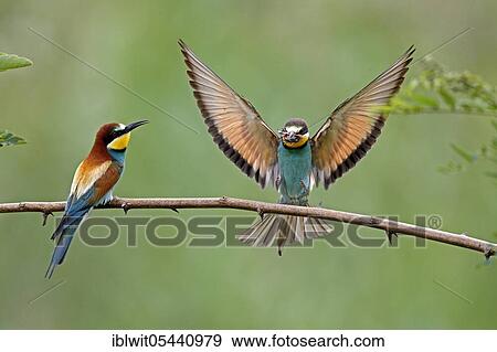 European bee-eater (Merops apiaster) wildlife, Rhineland-Palatinate, Germany, Europe View Large Photo Image Stock Photo - European bee-eater (Merops apiaster) wildlife, Rhineland-Palatinate, Germany, Europe. Fotosearch