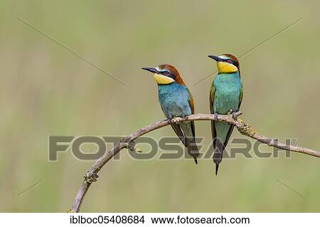 European bee-eaters (Merops apiaster), Magdeburg, Saxony-Anhalt, Germany, Europe View Large Photo Image Picture - European bee-eaters (Merops apiaster), Magdeburg, Saxony-Anhalt, Germany, Europe. Fotosearch