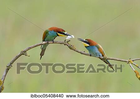 Stock Image - European bee-eaters (Merops apiaster), Magdeburg, Saxony-Anhalt, Germany, Europe. Fotosearch