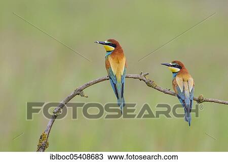 European bee-eaters (Merops apiaster), Magdeburg, Saxony-Anhalt, Germany, Europe View Large Photo Image Stock Image - European bee-eaters (Merops apiaster), Magdeburg, Saxony-Anhalt, Germany, Europe. Fotosearch
