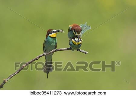 European bee-eaters (Merops apiaster), Magdeburg, Saxony-Anhalt, Germany, Europe View Large Photo Image Stock Image - European bee-eaters (Merops apiaster), Magdeburg, Saxony-Anhalt, Germany, Europe. Fotosearch