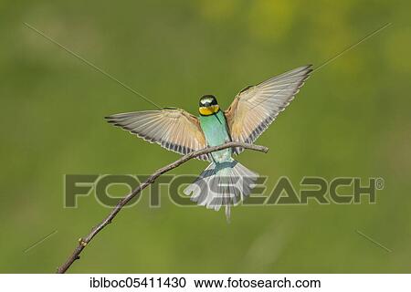 European bee-eaters (Merops apiaster), Magdeburg, Saxony-Anhalt, Germany, Europe View Large Photo Image Stock Image - European bee-eaters (Merops apiaster), Magdeburg, Saxony-Anhalt, Germany, Europe. Fotosearch