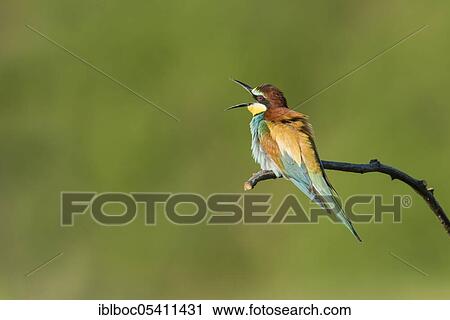 European bee-eaters (Merops apiaster), Magdeburg, Saxony-Anhalt, Germany, Europe View Large Photo Image Stock Image - European bee-eaters (Merops apiaster), Magdeburg, Saxony-Anhalt, Germany, Europe. Fotosearch