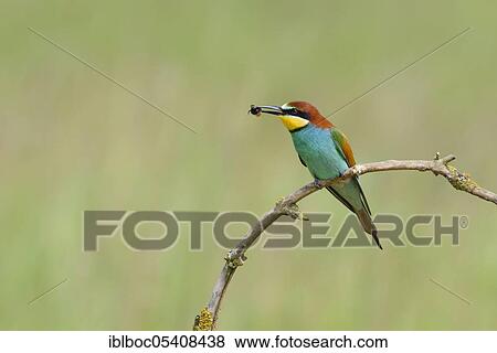 Stock Photo - European bee-eaters (Merops apiaster), Magdeburg, Saxony-Anhalt, Germany, Europe. Fotosearch