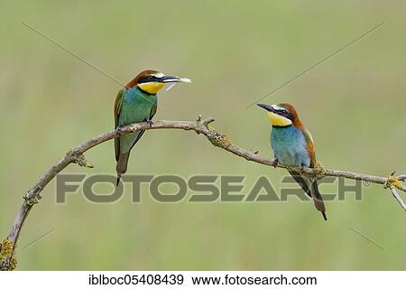 European bee-eaters (Merops apiaster), Magdeburg, Saxony-Anhalt, Germany, Europe View Large Photo Image Stock Photo - European bee-eaters (Merops apiaster), Magdeburg, Saxony-Anhalt, Germany, Europe. Fotosearch