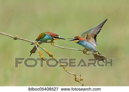 European bee-eaters (Merops apiaster), Magdeburg, Saxony-Anhalt, Germany, Europe View Large Photo Image Stock Photo - European bee-eaters (Merops apiaster), Magdeburg, Saxony-Anhalt, Germany, Europe. Fotosearch