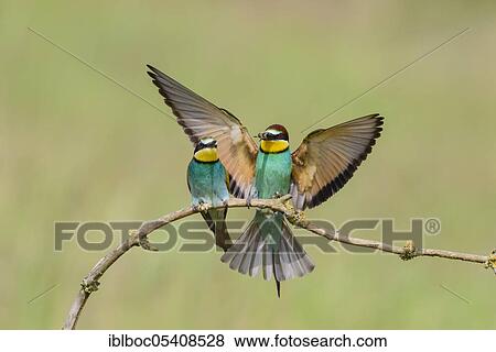 European bee-eaters (Merops apiaster), Magdeburg, Saxony-Anhalt, Germany, Europe View Large Photo Image Stock Photo - European bee-eaters (Merops apiaster), Magdeburg, Saxony-Anhalt, Germany, Europe. Fotosearch