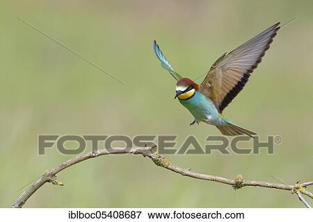 Stock Photo - European bee-eaters (Merops apiaster), Magdeburg, Saxony-Anhalt, Germany, Europe. Fotosearch