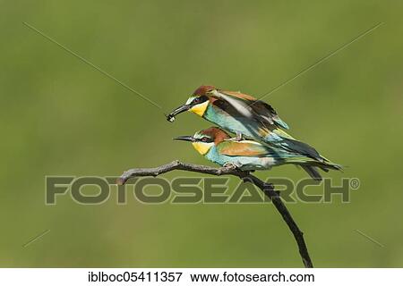 Stock Photo - European bee-eaters (Merops apiaster), Magdeburg, Saxony-Anhalt, Germany, Europe. Fotosearch