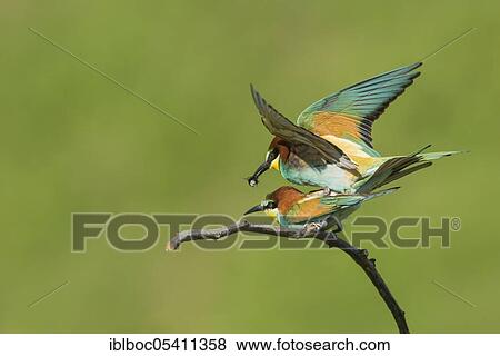 European bee-eaters (Merops apiaster), Magdeburg, Saxony-Anhalt, Germany, Europe View Large Photo Image Stock Photo - European bee-eaters (Merops apiaster), Magdeburg, Saxony-Anhalt, Germany, Europe. Fotosearch