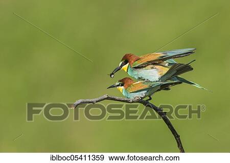 European bee-eaters (Merops apiaster), Magdeburg, Saxony-Anhalt, Germany, Europe View Large Photo Image Stock Photo - European bee-eaters (Merops apiaster), Magdeburg, Saxony-Anhalt, Germany, Europe. Fotosearch