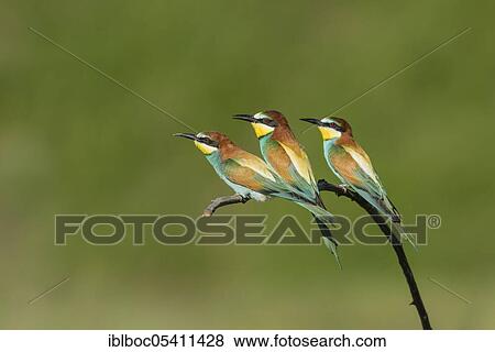 Stock Photo - European bee-eaters (Merops apiaster), Magdeburg, Saxony-Anhalt, Germany, Europe. Fotosearch