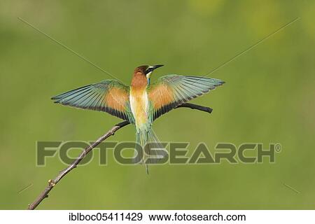 European bee-eaters (Merops apiaster), Magdeburg, Saxony-Anhalt, Germany, Europe View Large Photo Image Stock Photo - European bee-eaters (Merops apiaster), Magdeburg, Saxony-Anhalt, Germany, Europe. Fotosearch