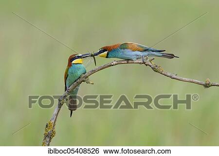 Stock Photograph - European bee-eaters (Merops apiaster), Magdeburg, Saxony-Anhalt, Germany, Europe. Fotosearch