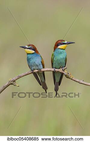 European bee-eaters (Merops apiaster), Magdeburg, Saxony-Anhalt, Germany, Europe View Large Photo Image Stock Photography - European bee-eaters (Merops apiaster), Magdeburg, Saxony-Anhalt, Germany, Europe. Fotosearch