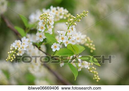 Stock Photograph - European Bird Cherry (Prunus padus), Hundersingen, Upper Danube nature park Park, Baden-Württemberg, Germany, Europe. Fotosearch