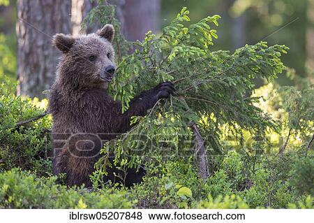 European Brown bear (Ursus arctos), Finland, Europe View Large Photo Image Stock Photo - European Brown bear (Ursus arctos), Finland, Europe. Fotosearch