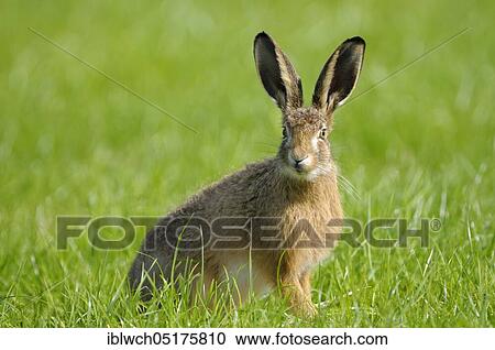 European brown hare, adult, alert, morning, June, NSG Dingdener Heide, North Rhine-Westphalia, Germany, Europe View Large Photo Image Stock Image - European brown hare, adult, alert, morning, June, NSG Dingdener Heide, North Rhine-Westphalia, Germany, Europe. Fotosearch