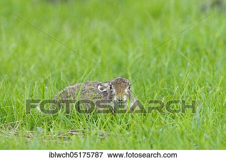 European brown hare, adult, ducking, morning, June, NSG Dingdener Heide, North Rhine-Westphalia, Germany, Europe View Large Photo Image Stock Photo - European brown hare, adult, ducking, morning, June, NSG Dingdener Heide, North Rhine-Westphalia, Germany, Europe. Fotosearch