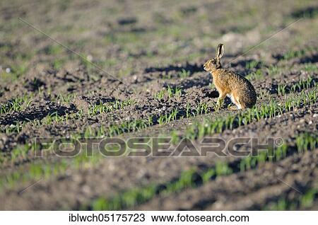 European brown hare, adult, morning, May, NSG Dingdener Heide, North Rhine-Westphalia, Germany, Europe View Large Photo Image Stock Image - European brown hare, adult, morning, May, NSG Dingdener Heide, North Rhine-Westphalia, Germany, Europe. Fotosearch