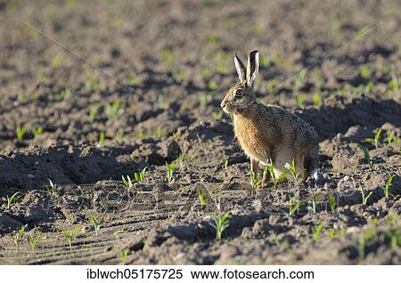 European brown hare, adult, morning, May, NSG Dingdener Heide, North Rhine-Westphalia, Germany, Europe View Large Photo Image Stock Photography - European brown hare, adult, morning, May, NSG Dingdener Heide, North Rhine-Westphalia, Germany, Europe. Fotosearch